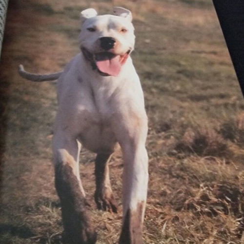 Vlemma magazine like new, dog and cynophilia