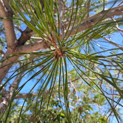 Koukounaria pine tree 2.5 meters in barrel, new