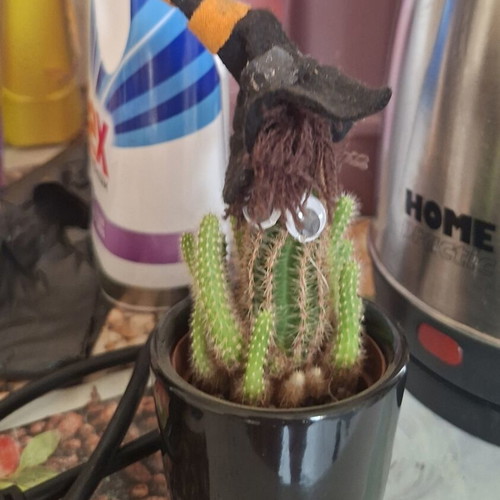 Halloween cactus new, decorated for Halloween