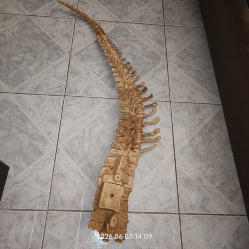 T-Rex Dinosaur Skeleton used, incomplete parts from magazine