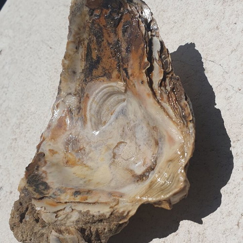 Rare Fossilized Ostrea Oyster From Attica