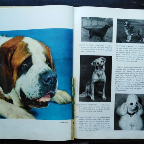 Paul Hamlyn Dogs Dogs Dogs Dogs Dogs book used, English