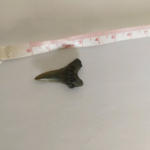 Fossilized shark tooth like new