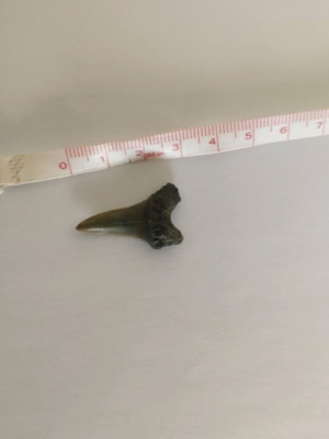Fossilized shark tooth like new