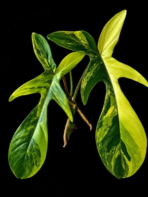 Philodendron Florida Beauty ριζωμένο cutting