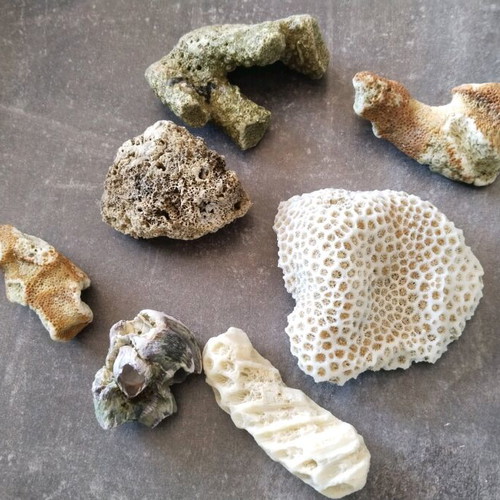 Rare rocks used, pack of 7 pieces, coral from Sri Lanka