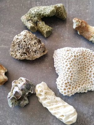 Rare rocks used, pack of 7 pieces, coral from Sri Lanka