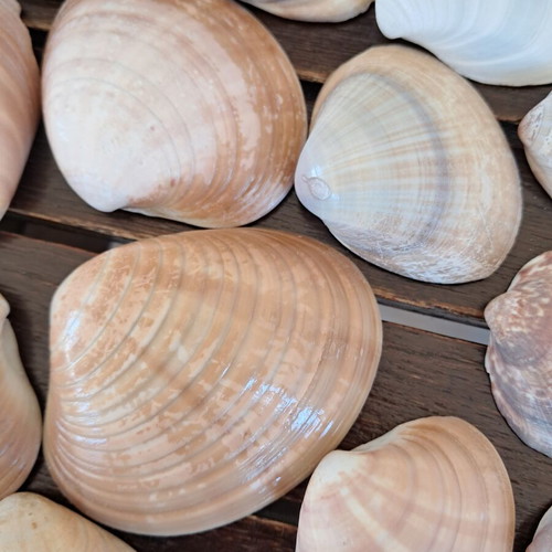 Natural seashell collection like new, pack of 25 from Greek beaches