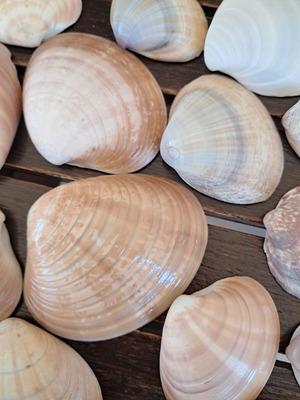 Natural seashell collection like new, pack of 25 from Greek beaches