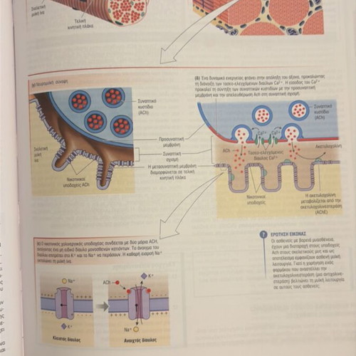 Human Physiology book new