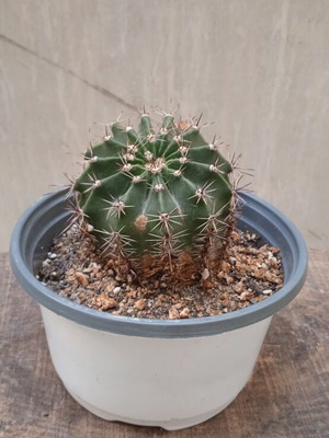 Κάκτος Echinopsis Barrel σε γλαστράκι φυτωρίου