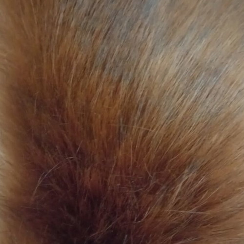 Fur collar new, faux fur