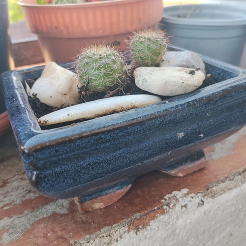 Echinopsis cacti set of 2 in handmade ceramic pot, new