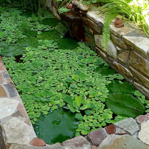 Floating Perennial Aquatic Plant for Aquarium or Pond