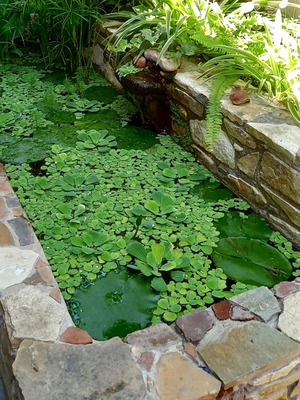 Floating Perennial Aquatic Plant for Aquarium or Pond