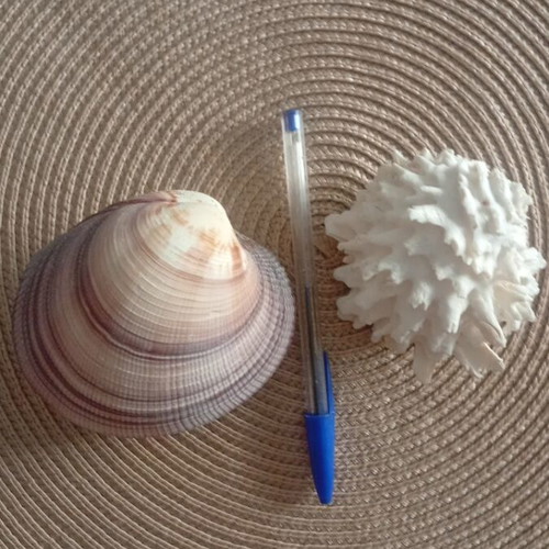 Spondylus and Antigona closed bivalve shells set, like new