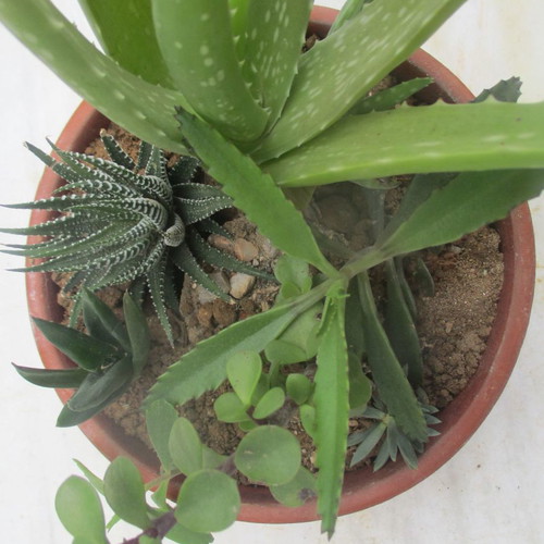 Succulents in clay pot new