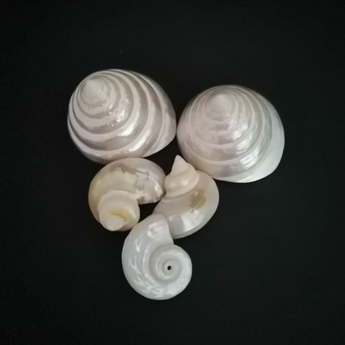 Polished seashells with iridescent pearl surface