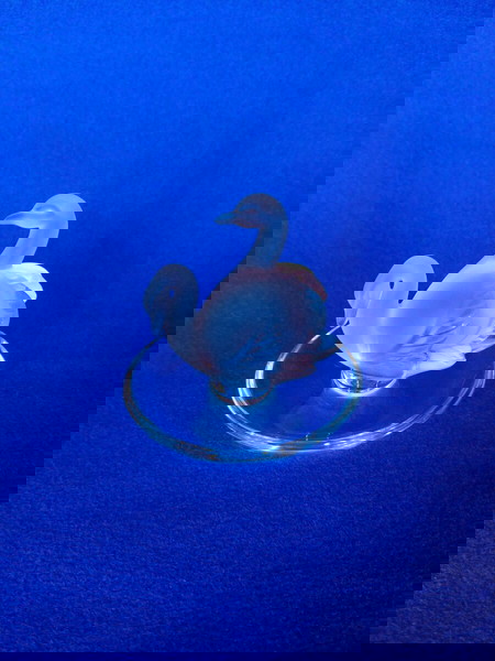 Δίσκος ( tray round pin/rings) Lalique "Deux Cygnes" France 80'- 90'.