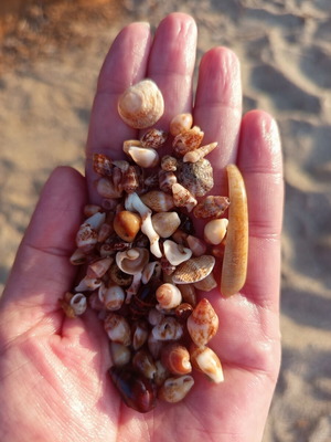 Small seashells from Crete for decoration or crafts, 30-40 pieces