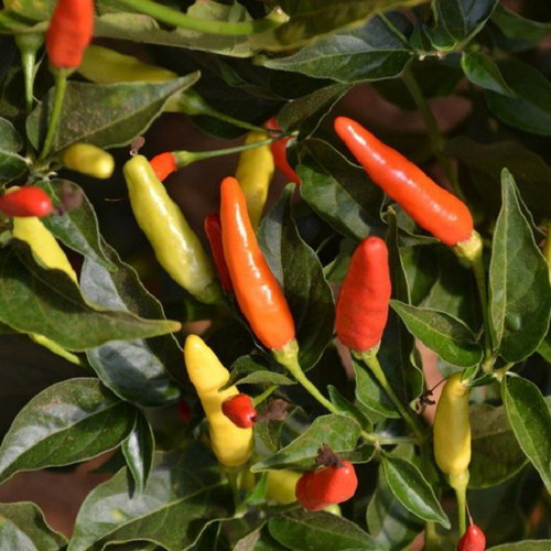 Capsicum Annuum Mix Bolivia Pepper Seeds, 20 pcs, ornamental and edible