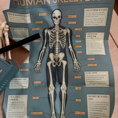 Skeleton toy new