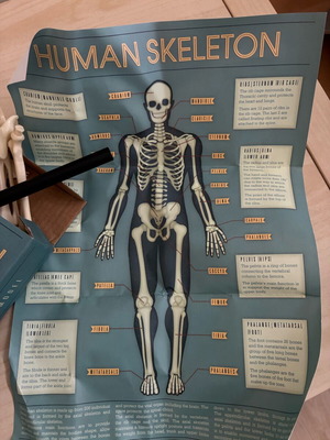Skeleton toy new