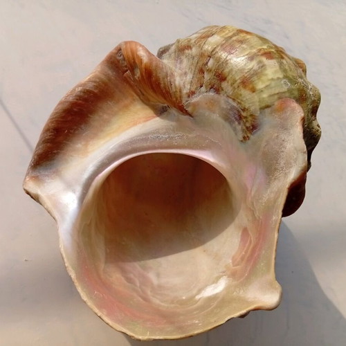 Pearl turban sea shell like new, size 16/16 cm