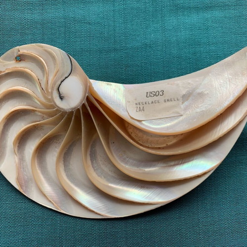 Nautilus half shell decorative, like new