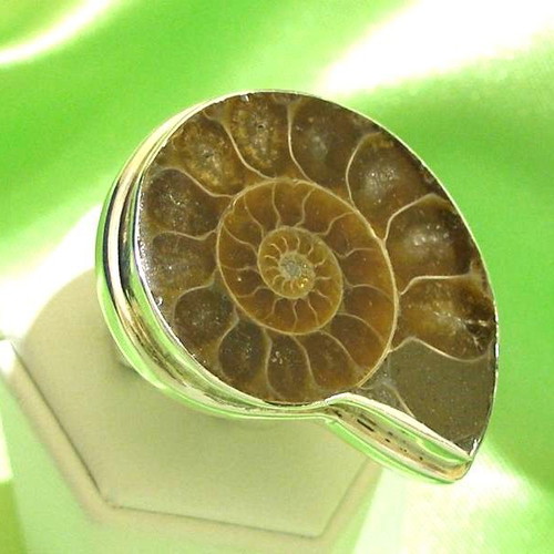 Ammonite ring in 925 silver new