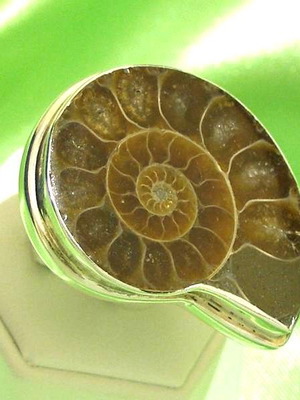 Ammonite ring in 925 silver new