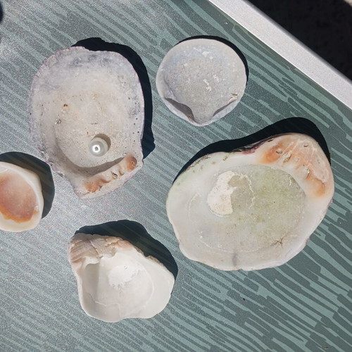 Small collection of seashells and one small pearl
