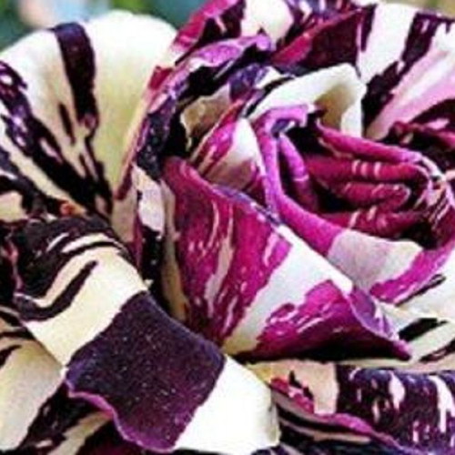 Black Dragon bicolor rose seeds, pack of 25
