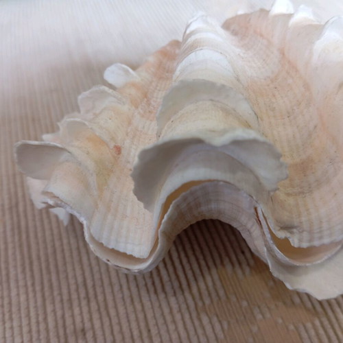 Shell used, two pieces, length 14 cm, width 9 cm