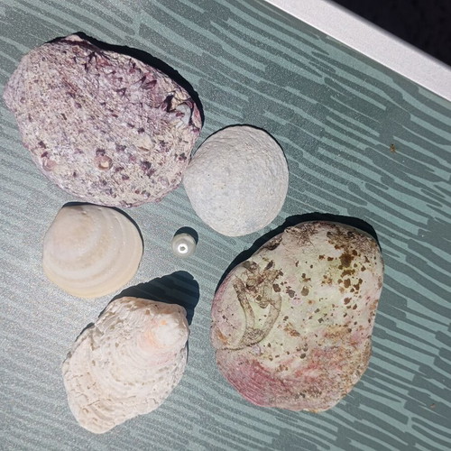 Small collection of seashells and one small pearl