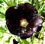  20 Σποροι Φυτο Μαυρη Αλθαια - Rosea Nigra Hollyhock
