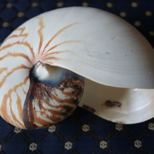 Decorative Nautilus Pompilius shell used
