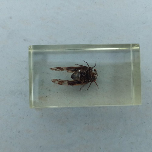 Cicada Insect from India Deagostini True Insects Series like new with book and label