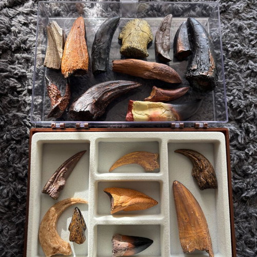 Dinosaur Fossil Replicas Collection like new, 20pcs with display