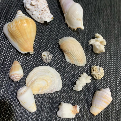 Shells pack like new, unique one by one for decoration