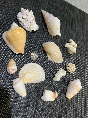 Shells pack like new, unique one by one for decoration