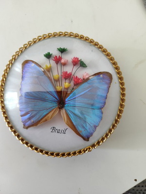 Vintage box with preserved butterfly used