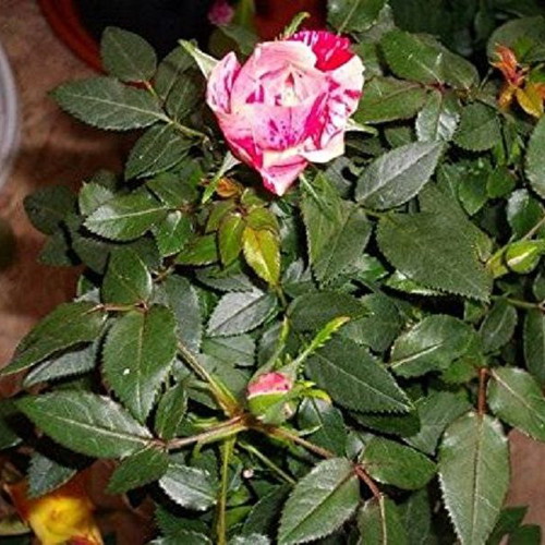 Pink Dragon bicolor rose seeds, pack of 25