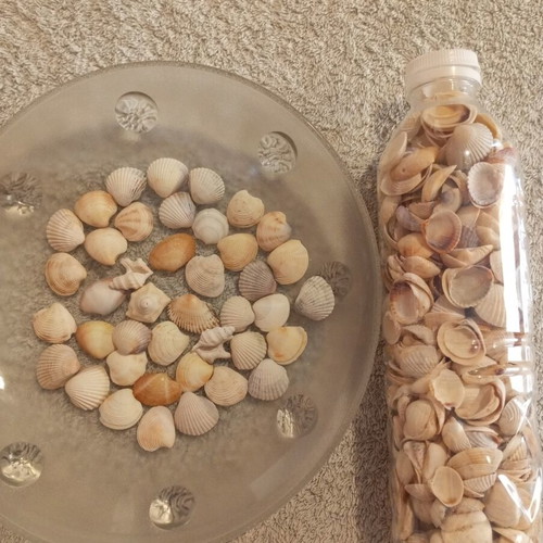 Bottle 0.5L filled with seashells for crafts