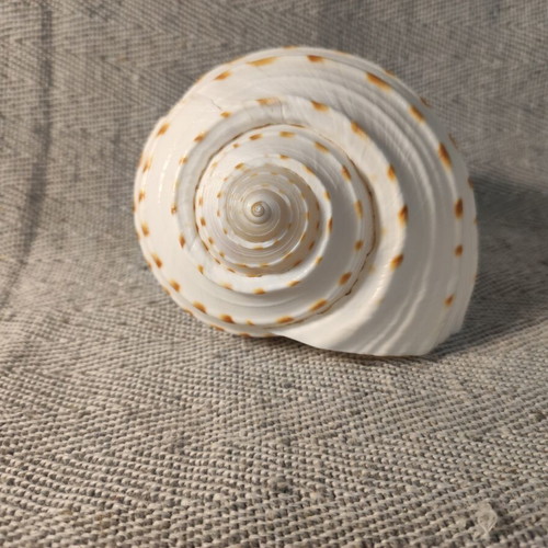 Tonna Dolium seashell like new, 13x12x10 cm