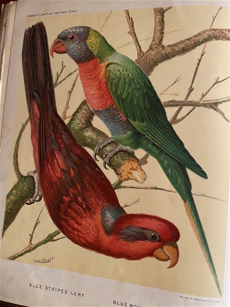  42 afthentikes viktorianes chromolithografies apo to vivlio tou CASSEL (1i ekdosi 1878) ILLUSTRATED BOOK OF CANARIES AND CAGE BIRDS, BRITISH AND FOREIGN . diastasi ekastis chromolithografias 0,26ch0,21.