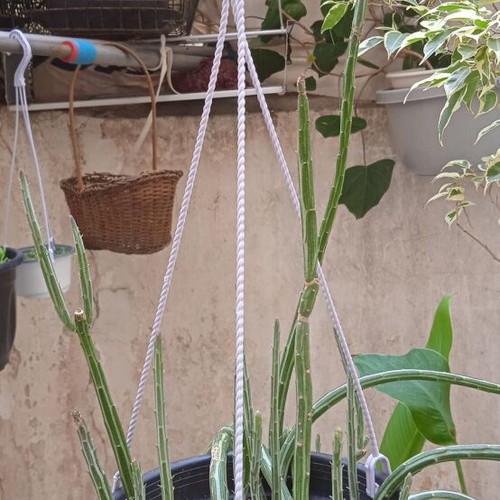 Senecio Stapeliformis succulent in medium pot, new