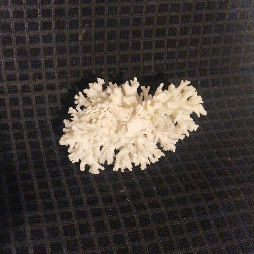 Φυσικό κοράλλι σαν καινούργιο 15×10cm