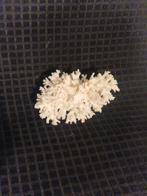 Φυσικό κοράλλι σαν καινούργιο 15×10cm
