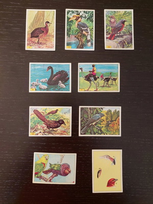 Birds Panini genuine series for birds, about 35 pieces